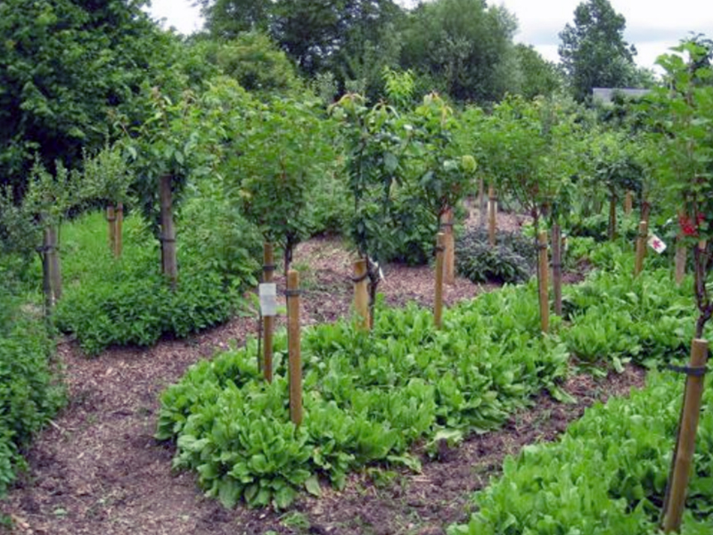 La plantation d’une forêt comestible