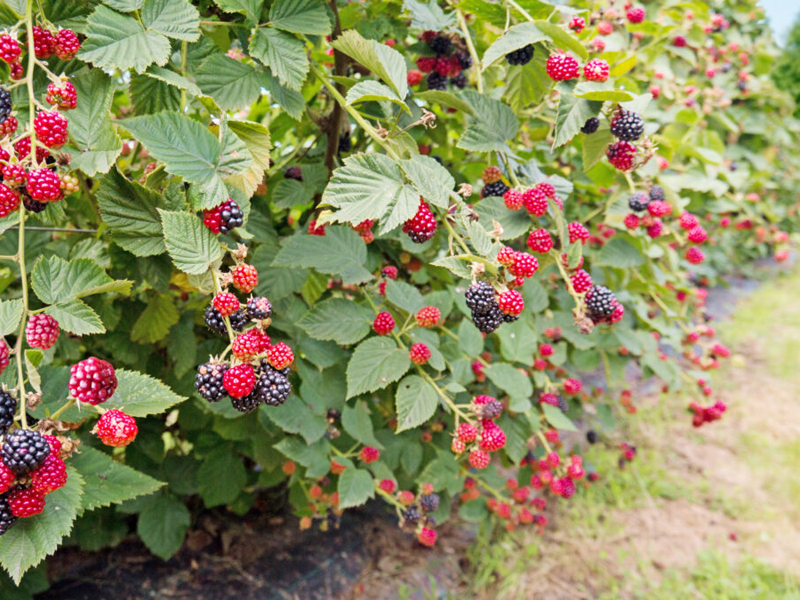 La création d’un îlot de petits fruits rouges