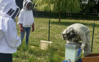 L’entretien et le suivi du rucher