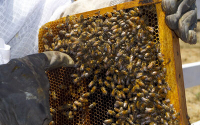 L’initiation à l’apiculture