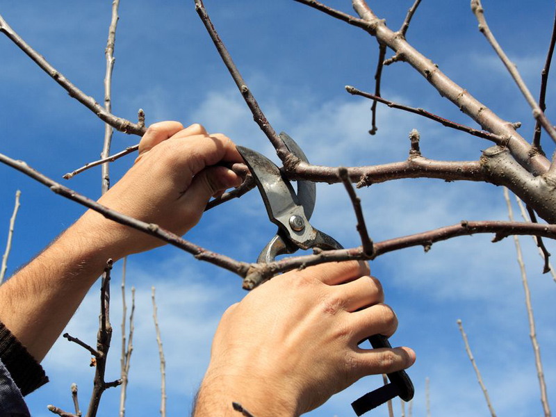 La formation sur la taille de fruitiers et d’arbustes